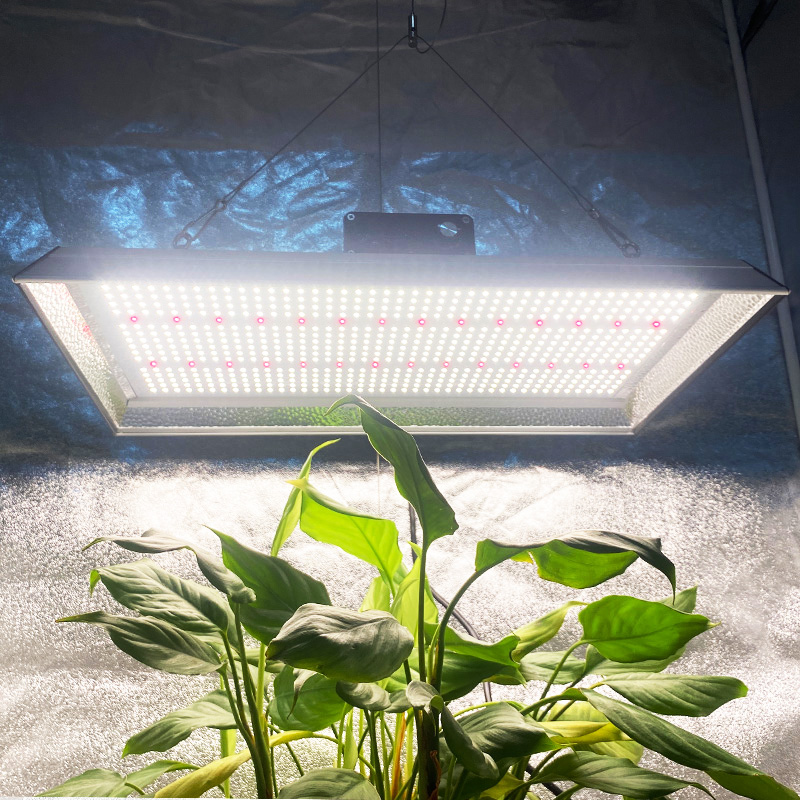 Wasserdichtes Indoor-LED-Wachstumslicht für Tomaten