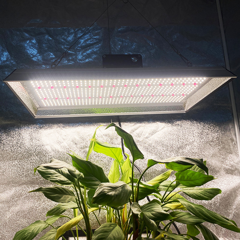 Am höchsten bewertetes Garten-LED-Wachstumslicht für Tomaten