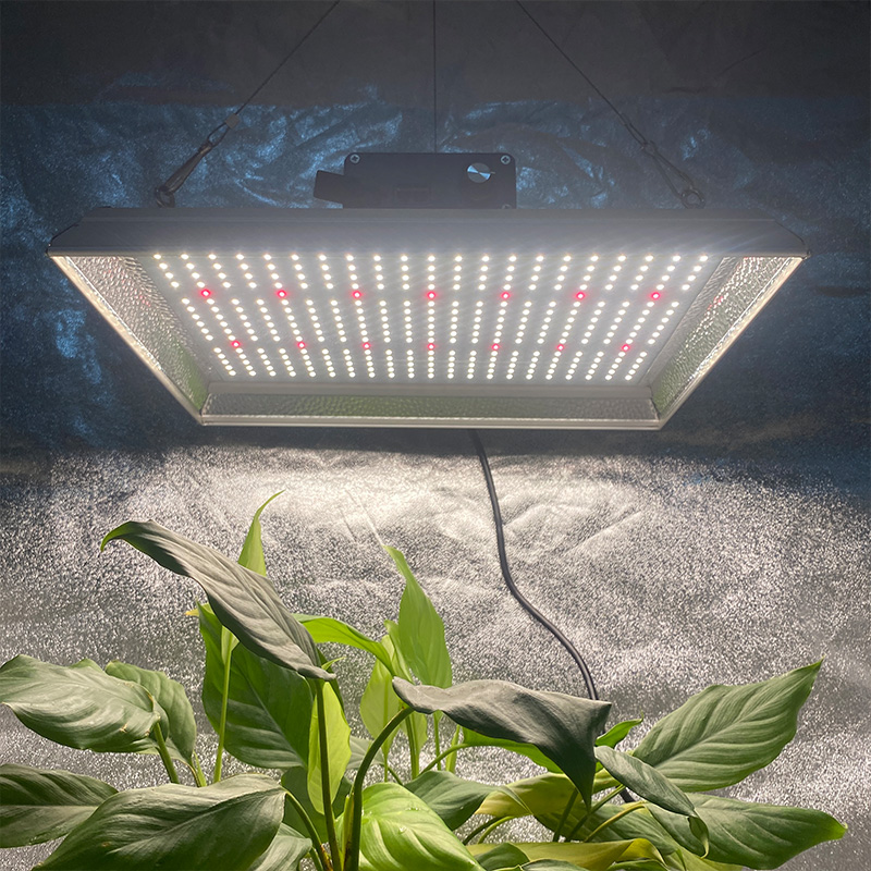 Gartenbauliches 100w LED-Wachstumslicht für tropische Pflanzen