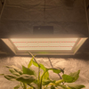 Professionelle 400 Watt-LED wachsen Licht für Topfpflanzen