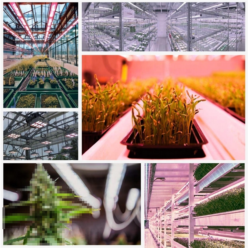 Lineares LED-Wachstumslicht mit geringer Leistung von 40 Watt für Orchideen