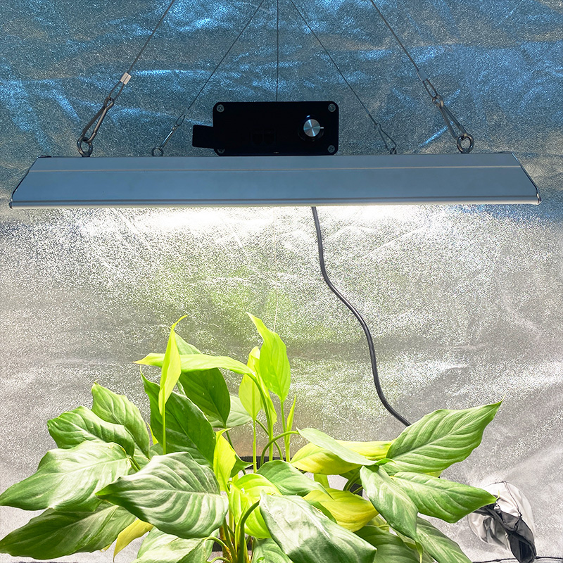 Vollspektrum 100w LED-Wachstumslicht für tropische Pflanzen
